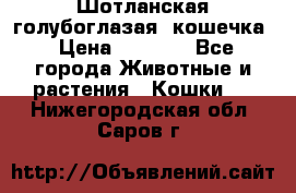 Шотланская голубоглазая  кошечка › Цена ­ 5 000 - Все города Животные и растения » Кошки   . Нижегородская обл.,Саров г.